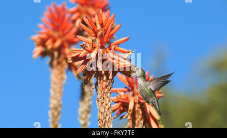 Hummingbird et magnifique fleur rouge, photo prise à Los Angeles Banque D'Images