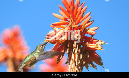 Hummingbird et magnifique fleur rouge, photo prise à Los Angeles Banque D'Images