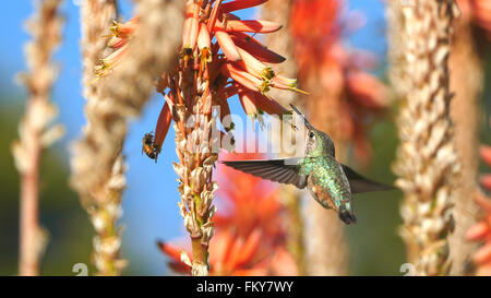 Hummingbird et magnifique fleur rouge, photo prise à Los Angeles Banque D'Images