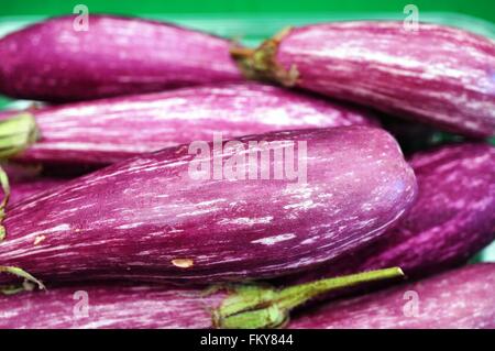 Bébé Mauve et blanc aubergine graffiti Banque D'Images