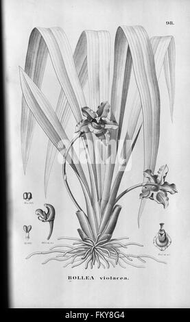 Flora brasiliensis, enumeratio plantarum à Brasilia hactenus detectarum (tab. 98) Banque D'Images