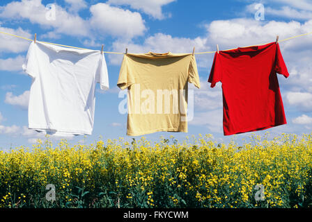 Vêtements accrochés sur une corde à linge au-dessus d'un champ de colza jaune en fleurs Banque D'Images