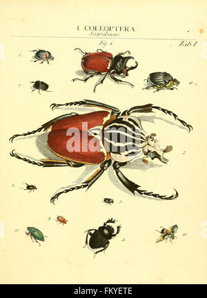 Genera insectorum Linnaei et Fabricii iconibus illustrata (tab. I) Banque D'Images