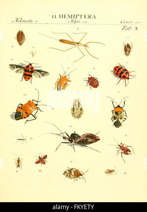 Genera insectorum Linnaei et Fabricii iconibus illustrata (tab. X) Banque D'Images