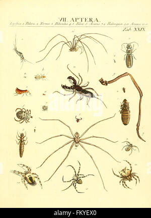 Genera insectorum Linnaei et Fabricii iconibus illustrata (tab. XXIX) Banque D'Images