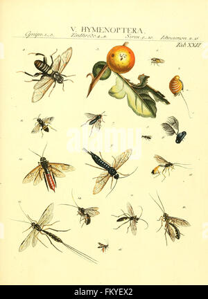 Genera insectorum Linnaei et Fabricii iconibus illustrata (tab. XXVI) Banque D'Images