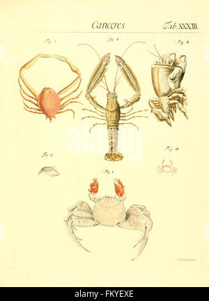 Genera insectorum Linnaei et Fabricii iconibus illustrata (tab. XXXIII) Banque D'Images