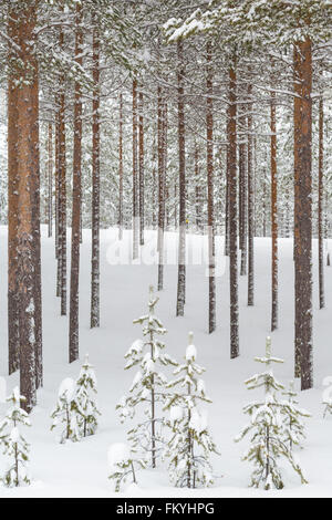 Forêt de conifères enneigés dans le cercle arctique, près de Rovaniemi, Laponie, Finlande Banque D'Images