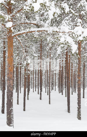 Forêt de conifères enneigés dans le cercle arctique, près de Rovaniemi, Laponie, Finlande Banque D'Images