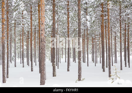 Forêt de conifères enneigés dans le cercle arctique, près de Rovaniemi, Laponie, Finlande Banque D'Images