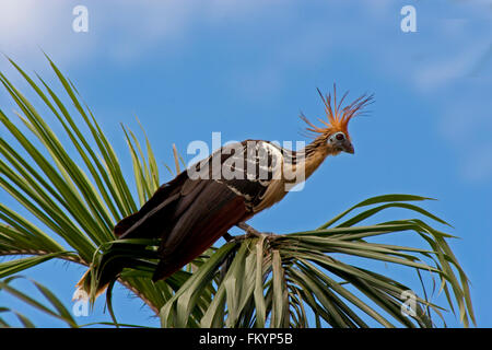 Oiseau Hoatzin assis sur le haut d'un palmier dans le cours supérieur de l'Amazonie péruvienne. Aussi connu comme le faisan Canje Banque D'Images