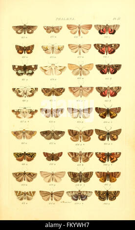 Cette illustration tirée de « Index Entomologicus » présente des représentations détaillées de papillons britanniques, fournissant un catalogue exhaustif de lépidoptères. Il constitue une ressource essentielle pour les entomologistes et les passionnés intéressés par l'identification et la classification des papillons. Banque D'Images