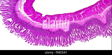 Petit intestin TS, tachées photomicrographie fond clair Banque D'Images