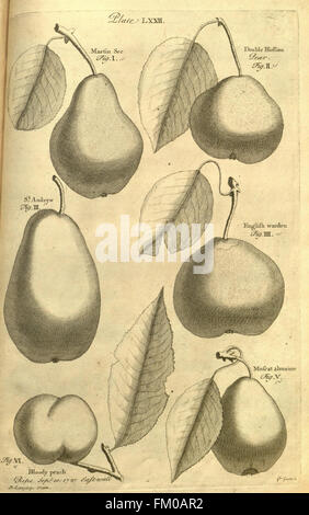 Pomona, ou des fruits, le jardin-illustré (Planche LXXII) Banque D'Images