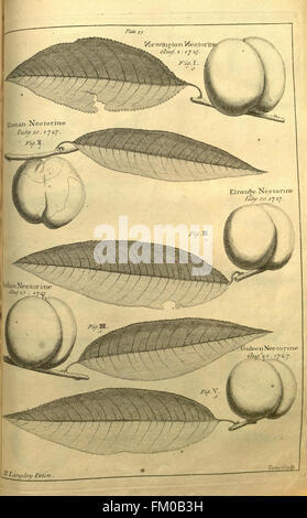 Pomona, ou des fruits, le jardin-plaque (XXIX) illustré Banque D'Images