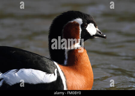 Bernache à cou roux (Branta ruficollis) Banque D'Images