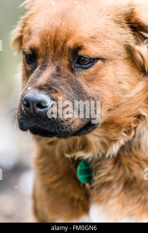 Brown Chow Labrador mix, puppy, 6 mois. Banque D'Images