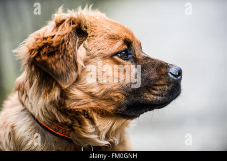 Brown Chow Labrador mix, puppy, 6 mois. Banque D'Images