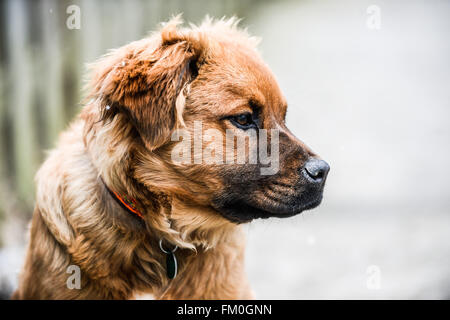 Brown Chow Labrador mix, puppy, 6 mois. Banque D'Images