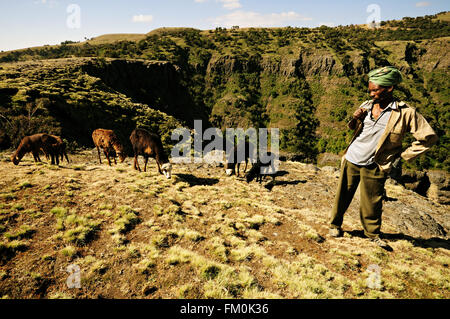 Park ranger et moutons dans le parc national des montagnes du Simien, région d'Amhara, en Éthiopie Banque D'Images