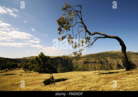 Arbre balayé par le vent dans le parc national des montagnes Simien, région d'Amhara, Éthiopie Banque D'Images