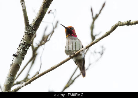 Anna's Hummingbird mâle assis sur une branche Banque D'Images