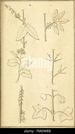 Les éléments de botanique étant une traduction de la Philosophia botanica, et d'autres traités de la célébré LinnC3A6us, à laquelle est ajoutée une annexe, dans laquelle sont décrites quelques plantes récemment trouvés dans Banque D'Images