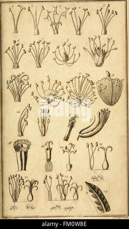 Les éléments de botanique étant une traduction de la Philosophia botanica, et d'autres traités de la célébré LinnC3A6us, à laquelle est ajoutée une annexe, dans laquelle sont décrites quelques plantes récemment trouvés dans Banque D'Images