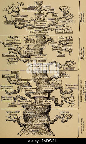 L'évolution de l'homme- une exposition populaire des points principaux des droits de l'ontogénie et de phylogene (1896)