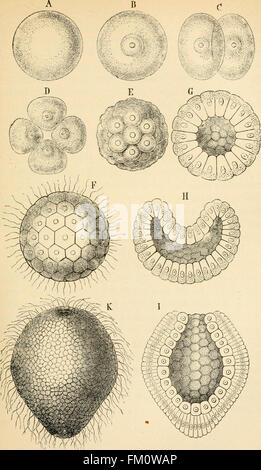 L'évolution de l'homme- une exposition populaire des points principaux des droits de l'ontogénie et la phylogénie. De l'allemand d'Ernst Haeckel (1897)