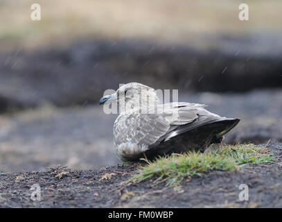 Falkland (Catharacta Skua un antarctique) se trouve hors d'une averse. L'île de la carcasse, îles Falkland. Banque D'Images