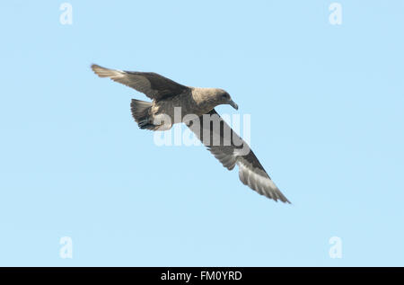 (Catharacta Skua une espèce) en vol au-dessus de la plage de Salisbury Plain près du manchot royal (Aptenodytes patagonicus) colonie de nidification. Banque D'Images