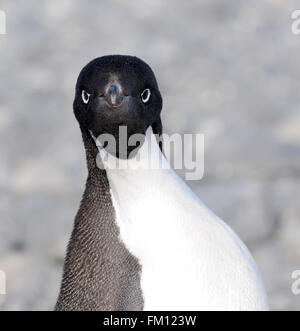 Portrait d'un manchot Adélie (Pygoscelis adeliae). Hope Bay, l'Antarctique. Banque D'Images