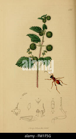 La planche 536 de 'British Entomology' présente des représentations détaillées de divers insectes trouvés en Grande-Bretagne, contribuant à la recherche entomologique et aux études de biodiversité. Banque D'Images