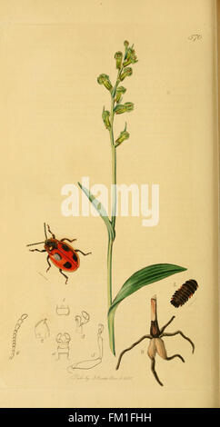 Une illustration de *British Entomology*, mettant en valeur diverses espèces d'insectes originaires de Grande-Bretagne. La planche 125 présente des représentations détaillées des insectes, ce qui facilite la recherche entomologique et l'identification des espèces. Banque D'Images
