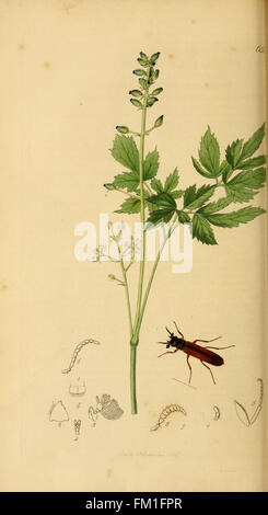 La planche 31 de *British Entomology* présente une illustration d'insectes originaires de Grande-Bretagne. Ce travail botanique présente des représentations détaillées de diverses espèces, contribuant à l’étude de l’entomologie et de la classification des insectes dans les îles britanniques. Banque D'Images