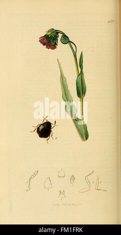 Cette plaque de « British Entomology » présente des illustrations détaillées de diverses espèces d'insectes trouvées en Grande-Bretagne. Il contribue à l'étude de l'entomologie britannique, mettant en évidence à la fois les espèces d'insectes communes et rares à travers des représentations précises. Banque D'Images