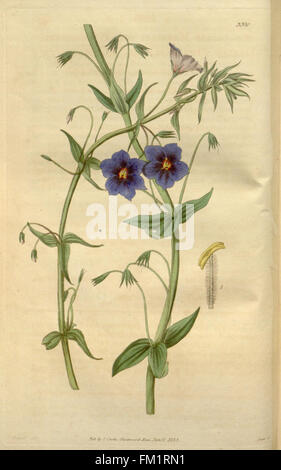 Curtis's Botanical Magazine présente des illustrations botaniques détaillées, mettant l'accent sur les espèces végétales du monde entier. Ce numéro comprend des représentations de diverses espèces végétales avec un accent sur la précision botanique et la classification. Banque D'Images