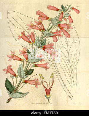 Une publication du Curtis's Botanical Magazine présentant des illustrations botaniques détaillées. Ce numéro comprend de la documentation scientifique sur les espèces végétales et leur taxonomie. Banque D'Images