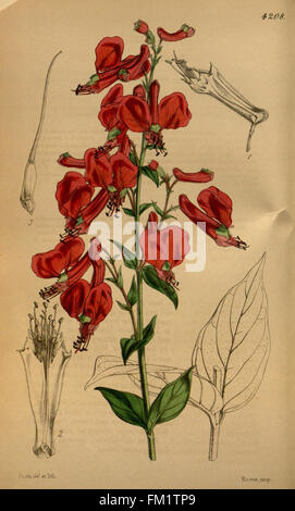 Ce numéro du Curtis's Botanical Magazine présente une espèce végétale du Missouri, présentant des illustrations détaillées de l'espèce et de ses caractéristiques botaniques. Banque D'Images