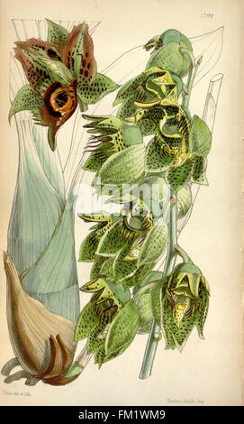 Un numéro de Curtis's Botanical Magazine, présentant des illustrations végétales et des recherches botaniques, issues de la collection du Missouri Botanical Garden. Banque D'Images