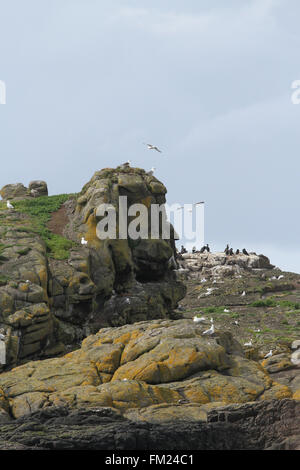 Les Skerries - un petit groupe d'îles rocheuses à proximité de Portrush, comté d'Antrim, en Irlande du Nord. Le rocher sur la photo est Banque D'Images