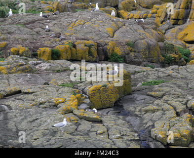 Les Skerries - un petit groupe d'îles rocheuses à proximité de Portrush, comté d'Antrim, en Irlande du Nord. Les goélands nichent sur l'islan Banque D'Images