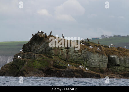 Les Skerries - un petit groupe d'îles rocheuses à proximité de Portrush, comté d'Antrim, en Irlande du Nord Banque D'Images