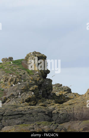 Les Skerries - un petit groupe d'îles rocheuses à proximité de Portrush, comté d'Antrim, en Irlande du Nord. Banque D'Images