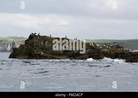 Les Skerries - un petit groupe d'îles rocheuses à proximité de Portrush, comté d'Antrim, en Irlande du Nord Banque D'Images