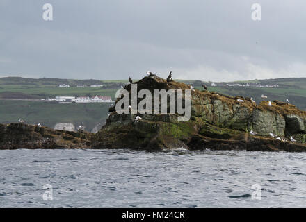 Les Skerries - un petit groupe d'îles rocheuses à proximité de Portrush, comté d'Antrim, en Irlande du Nord Banque D'Images