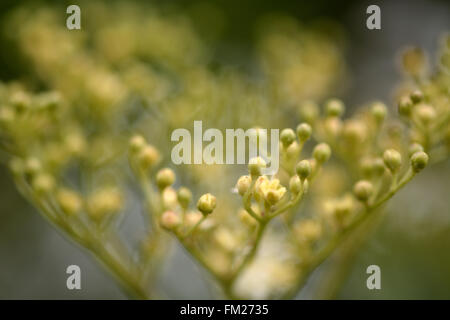 Ancien (Sambucus nigra). Close up de fleurs d'arbre dans la famille Adoxaceae, utilisé pour manger et préparer des boissons et des liqueurs Banque D'Images