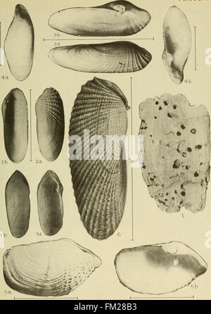 Ce travail de 1937 fournit des descriptions détaillées des coquillages marins et des mollusques trouvés le long de la côte est des États-Unis, en se concentrant sur des espèces du Maine à la Floride. Banque D'Images