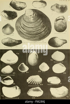Ce travail fournit des descriptions détaillées des coquilles marines le long de la côte est des États-Unis, en se concentrant sur les mollusques trouvés du Maine au Texas, avec un accent particulier sur les espèces de Floride. Banque D'Images